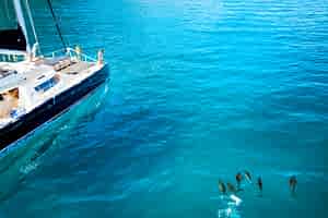 Kauai boat tour on Star yacht with dolphins playing off the bow.