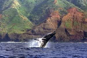 Whale breaching on a Kauai boat tour with Na Pali in the background
